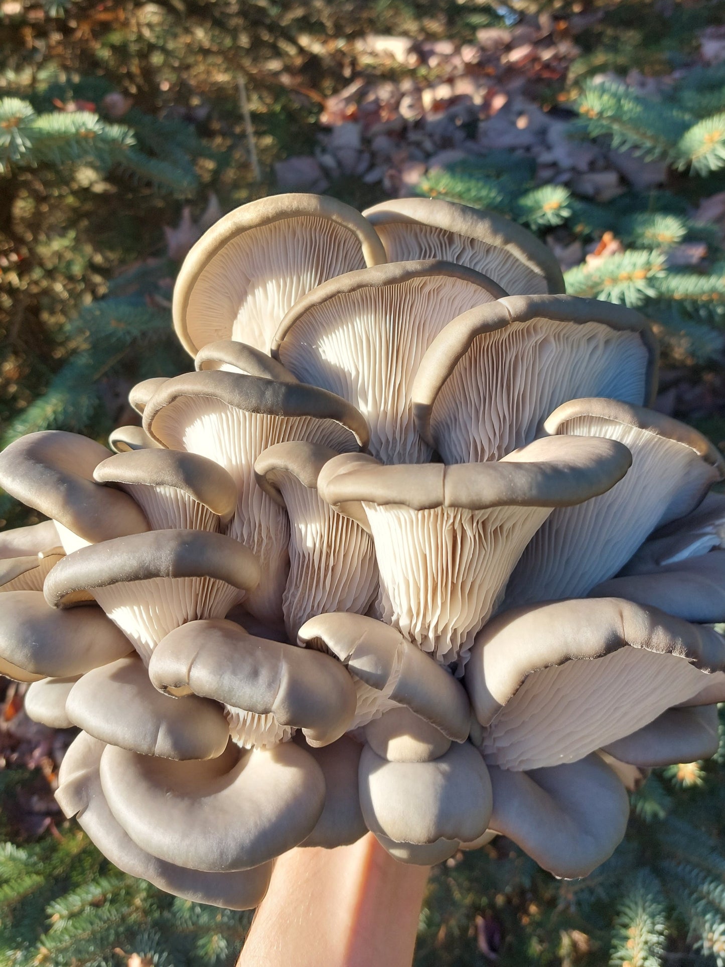 Blue Oyster Mushroom Grow Kit