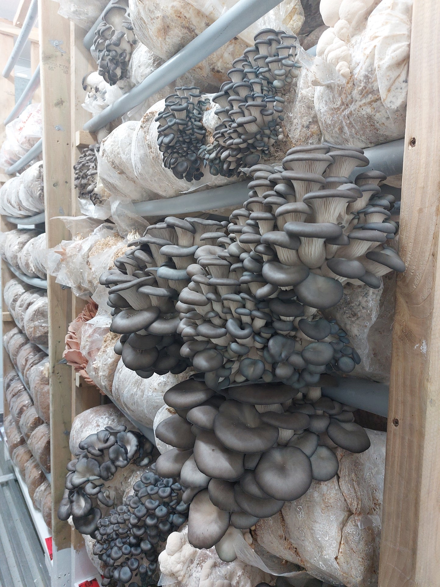 Blue Oyster Mushroom Grow Kit