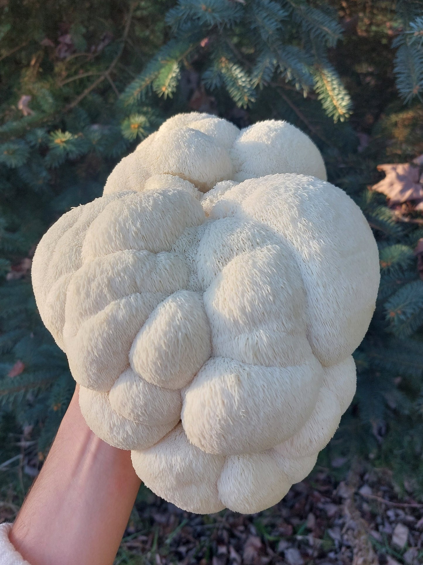 Dried Lion's Mane Powder