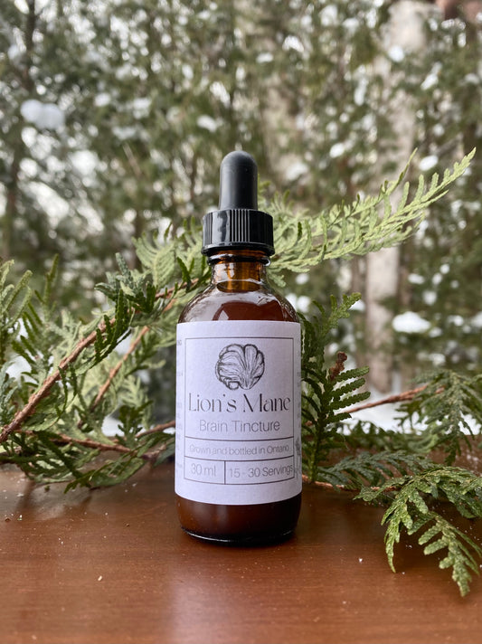 Lion's Mane Tincture