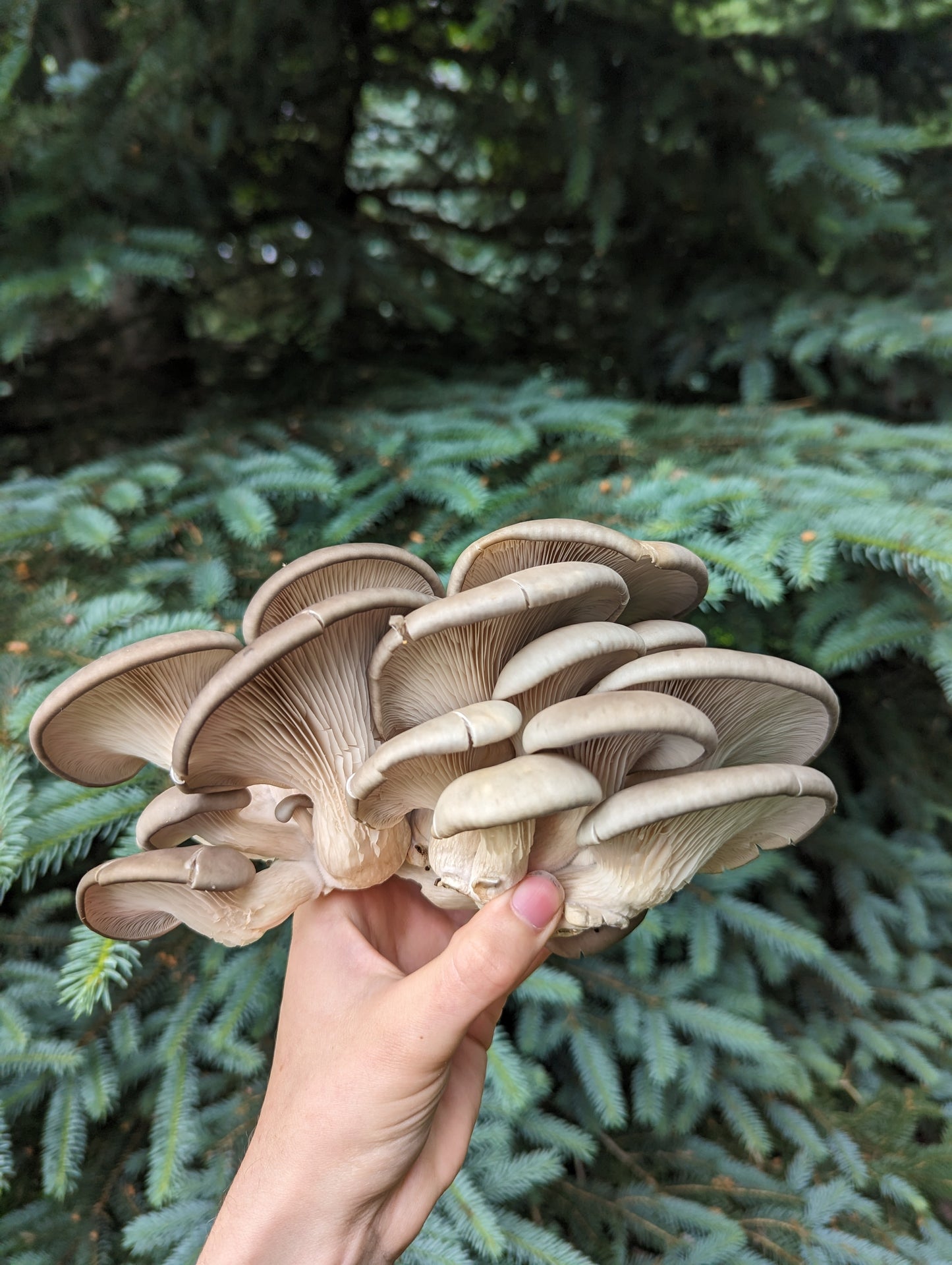 Blue Oyster Mushroom Grow Kit